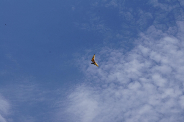  Voler comme un oiseau 